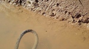 Голова́стики лягушек— личинка бесхвостой амфибии. Головастики появляются из икринок