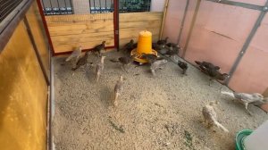 Питомник фазанов. Элитные виды фазанов в ЛПХ. Pheasant nursery.