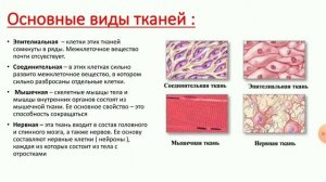 Анатомия ( ткани )