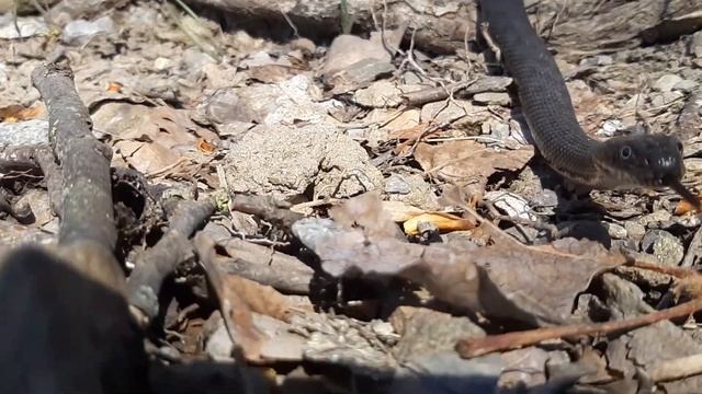 Нашествие змей на даче. Змеиная свадьба. Водяные ужи. Змея на даче. Змеи в Волгодонске смотреть онлайн