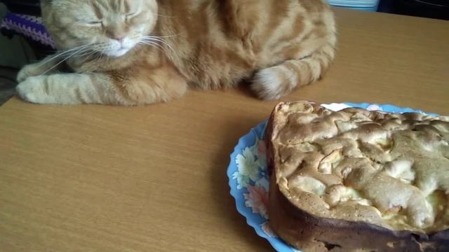 Кот и пирог ?? смотреть онлайн
