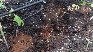 ? Напоите томаты КОФЕ ☕ Бесплатное удобрение для ТОМАТОВ помидор