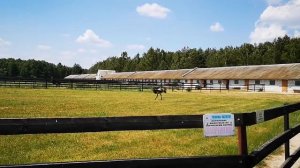 Страусиная ферма - Беларусь 2019