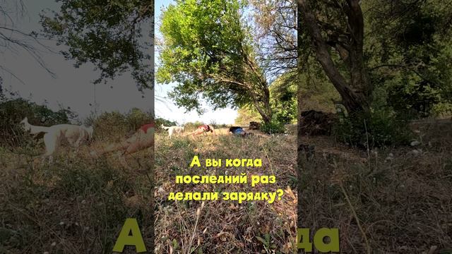 шортс зарядка короткая