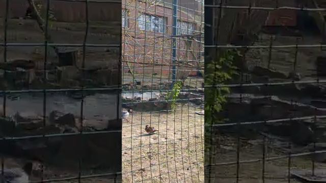 ЗооПарк в Ростове на дону! смотреть онлайн