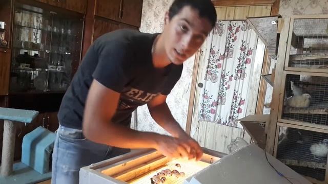 Вылупление перепелов, Суточные перепела,проверка яиц, Упал перепеленок. Обогрев в коробке