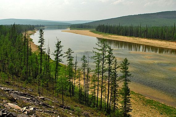 Чем глубже корни, тем крепче дерево.