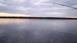 Бешеный клёв окуней (оз. Лача, Каргополь)