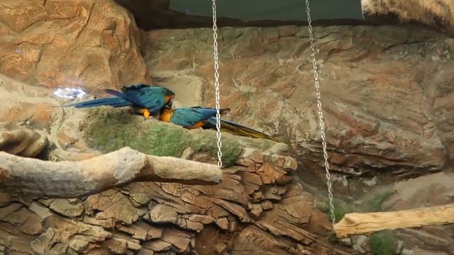 ЧЕЛЛЕНДЖ чья это КАКАШКА или ЭКЗотический ЗООПАРК ЖИВОТНЫХ смотреть онлайн