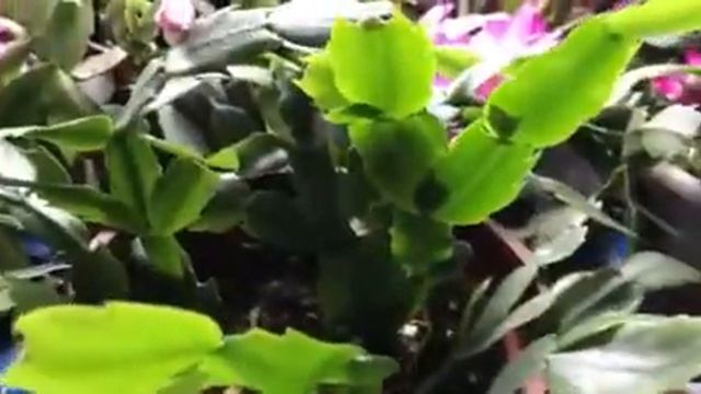 How to care Christmas Cactus смотреть онлайн