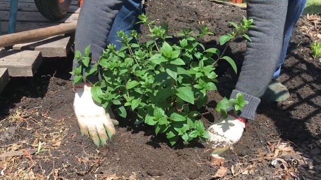 Посадка метельчатых гортензий вдоль дорожки в саду смотреть онлайн