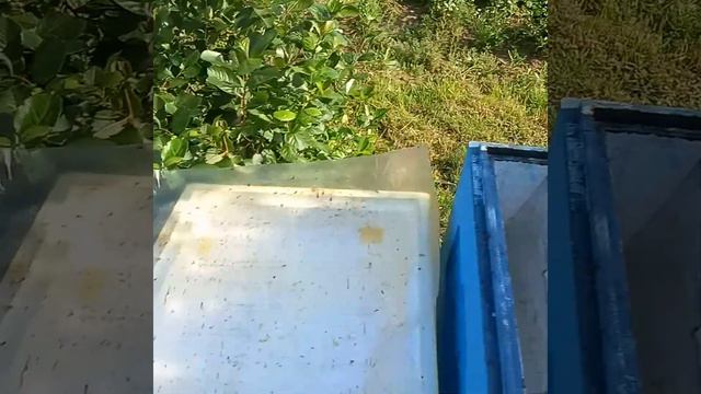 ПОДСАДКА ПОРОДИСТЫХ ЦЕННЫХ МАТОК смотреть онлайн