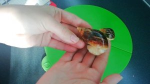 Замеры улиток? На сколько выросли улитки‼️ Ахатины Что делать с улиткой?