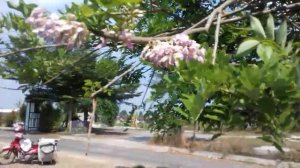 Gliricidia Sepium, Glirisidia flowers in the Nogotirto Village, Gamping Subdistrict...