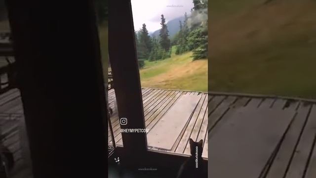 Кот обормот?