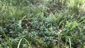 Как и где собирать бруснику? Все очень просто