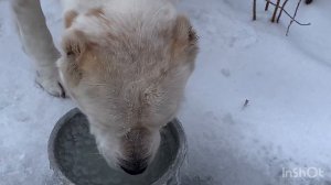 С праздником ,дорогие мамы???Наши выходные—олень,снег,подарки)))