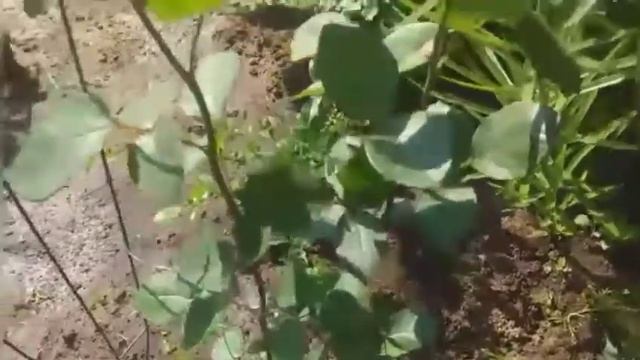 305.#Обзор ещё одного миксбордера.Розы Фламинго,Клубника со сливками,Мерседес,Ред Берлин Ред Интуиш смотреть онлайн