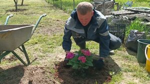 Дача. Посадка крупнолистной гортензии, вопреки, правилам : на солнце и вблизи огромной березы. Сад.