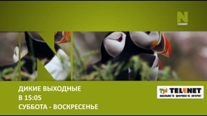 Смотрите в сети TELENET: по выходным в феврале «ДИКИЕ ВЫХОДНЫЕ на Viasat Nature в 15:05