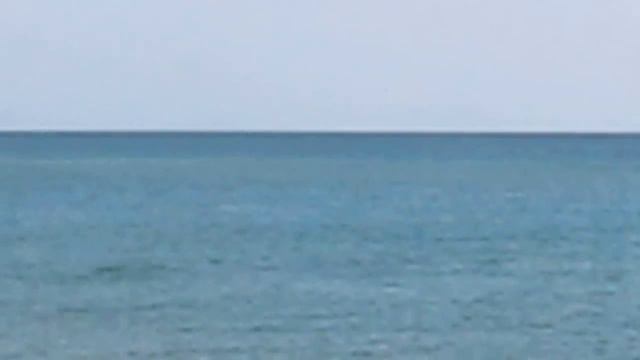 Дельфины близко у берега. Анапа, Витязево смотреть онлайн