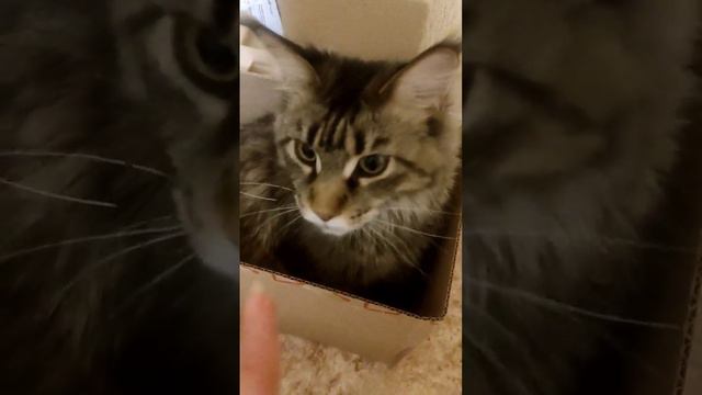 Вечно с моськой серьезной #cat #mainecoon #мейнкун #котики #funny #box #коробка