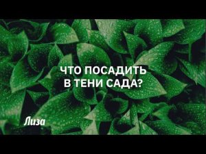 Что посадить на даче в тени