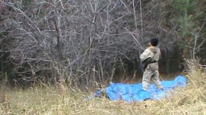 Промышленая заготовка ягоды боярки.