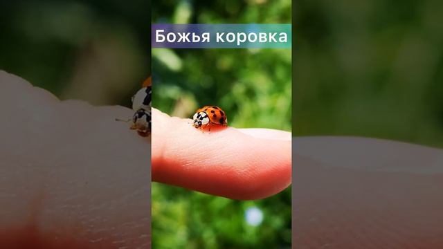 Божья коровка ?