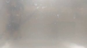 Дафния моина на банановой кожуре 2