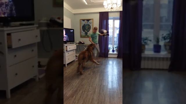 Испанский мастиф. Дон мастино Бальтазар. смотреть онлайн