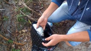 Как сохранить рыбу на рыбалке (Лещ Лящь и тд)! Рыбалка