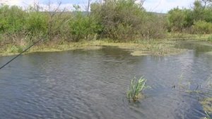 Как поймать красноперку на спиннинг.