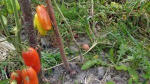 Томат ? АЙДАР F 1 от фирмы Clause.