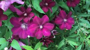 Clématite 'Rouge Cardinal' Bienvenue au festival floral