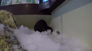 Meet Cooper & Walle the River Otters