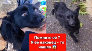 Мужчина утопил щенят. Я нашла ту самую бездомную собаку. Собираем её в Германию
