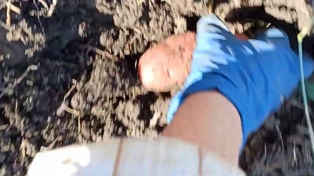 Сегодня копаем картофель сорт "РЕД СКАРЛЕТТ" из миниклубней. смотреть онлайн