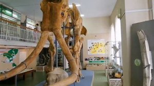 В отпуске. Летние приключения. В Ставрополе посетили музей. Решили посмотреть на Мамонтов.