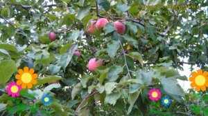 Яблоня Грушовка ранняя. Краткий обзор, описание характеристик malus domestica Grushovka rannyaya