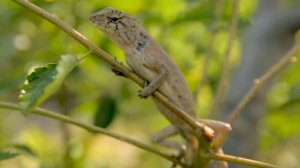 Best of Dolby Vision 12K HDR 120FPS_Ultra Hd Animals Video