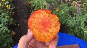 Томат Мечта Алисы.ALICE'S DREAM TOMATO