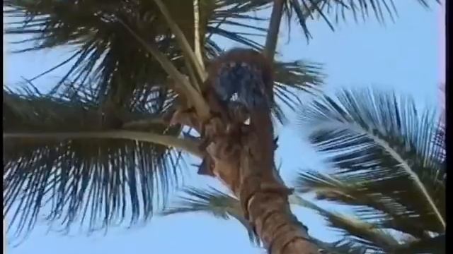 Venezuela - Isla Margarita - Playa el Agua - Hutmacher смотреть онлайн