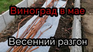 Важная операция на винограднике в мае 08.05.22..mp4