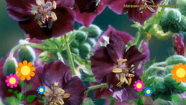 Герань темная Спрингтайм. Краткий обзор, описание характеристик geranium phaeum Springtime смотреть онлайн