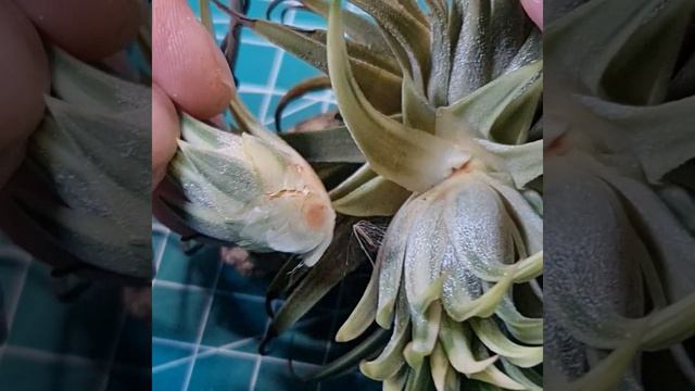 Tillandsia Albo Marginata| Pup Removal |Apply Healing Cream| 空气凤梨分株 涂抹愈合霜 смотреть онлайн