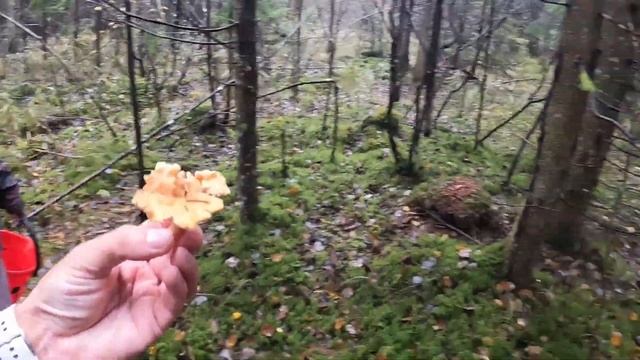 За грибами в лес в ноябре! Что можно найти? - Латвия, г.Вентспилс - 09.11.2023 смотреть онлайн