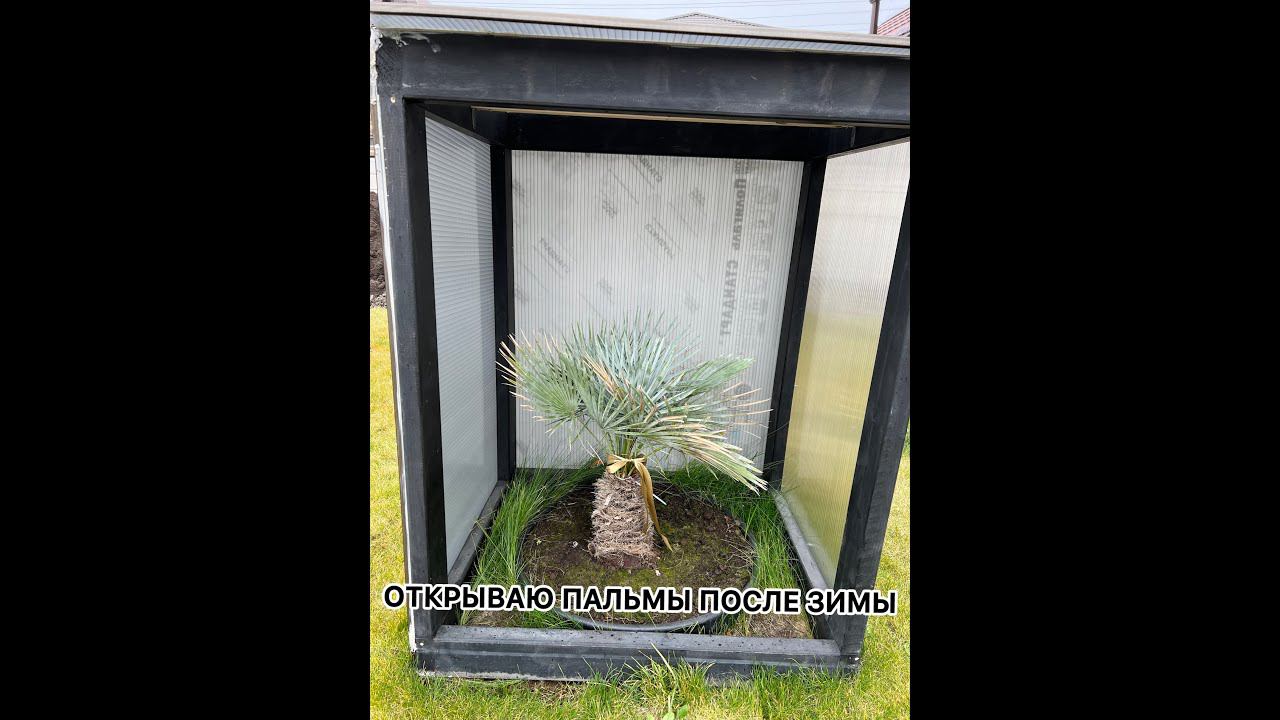 Открываю пальмы после зимы в Краснодаре #tropical #cycas #chamaerops