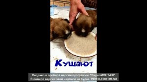 Жизнь щеночков