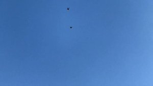 Николаевские голуби Воронежская область